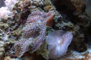 Lavender Mushroom colony - the white one seems unhealthy