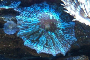 Mushroom coral.