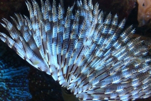 Feather duster - Indo-Pacific