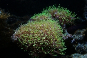 Star polyps