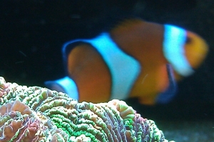 Brain coral with Oc. Clown