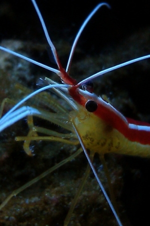 Closeup of Cleaner Shrimp(1)