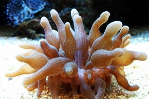 Bubble Tip Anemone
(no longer in tank)