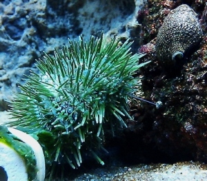 Green Urchin with one of it's tentacles stuck on something
(No longer in tank)