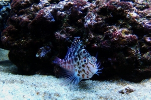 Falco Hawkfish
(No longer in tank)