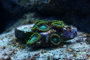 Radioactive Zoas when first added