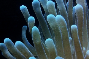 Anemone tentacles, not sure which kind
(No longer in tank)