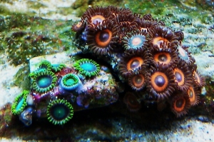 Zoa colonies when first added