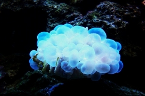 Bubble coral