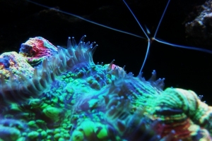 Brain coral with it's tentacles out, Cleaner Shrimp in the back
