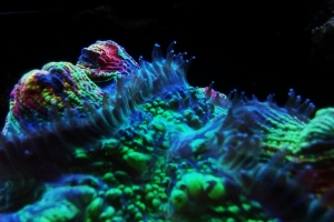 Brain Coral