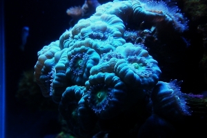 Candy Cane/Torch coral with tentacles out