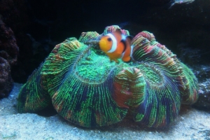 Brain coral with Oc. Clown