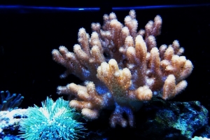 Leather Coral and green urchin