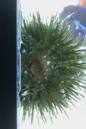 Green Urchin upside-down and at the surface of the water... I think he (she?) was trying to skim the surface.