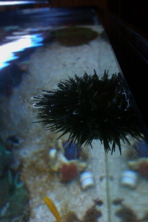 Urchin at the top of the water line trying to eat things from the surface. If you look close you can see its tentacles extended out quite far.