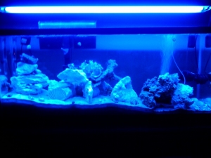 Evening mood lights