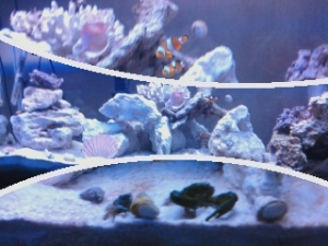 My two emerald crabs on the bottom fighting over a shrimp pellet,  every time I cant find them I drop a pellet and like crazy they both come sprinting out.

And of course the clowns side by side as always.

55g starter reef, 
65 lb rock
70 lb sand
