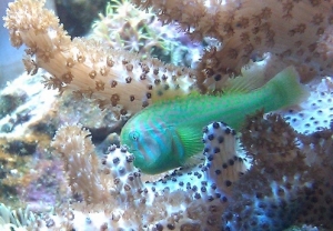 Green Clown Goby amongst leather coral