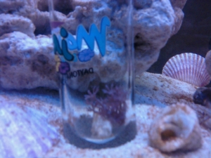 Correction....This is what makes my "reef" tank, a reef tank. Just a little silver Xenia I bought yesterday, but it's already looking good. I tried to pick it to a rock,  but it fell off the tooth pick, so I was forced to simply drop him into a shot glass