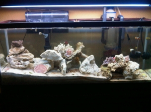 My Reef Tank