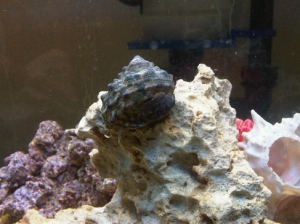 Turbo with Hitch Hiker