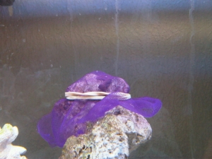 Mushroom fragging