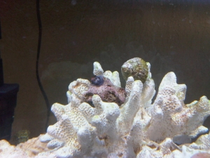 Mushroom fragging 2
