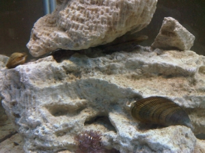 Oysters