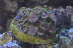 Zoa