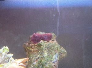 Mushroom 2.0