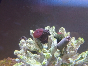 Mushroom 2.1