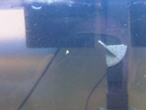 Snail 2