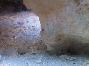 Snail 3