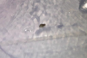 Snail 4