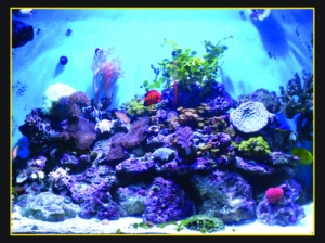 FTS