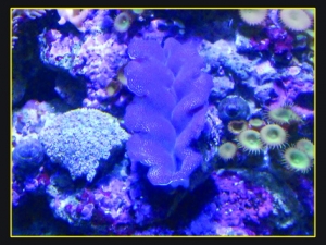 Clam