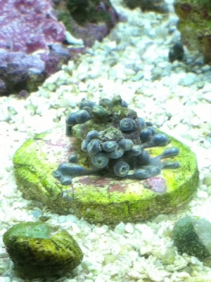 Sad zoa's