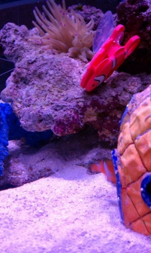 My clown (RIP) going into his spongebob pineapple and my BTA in the background