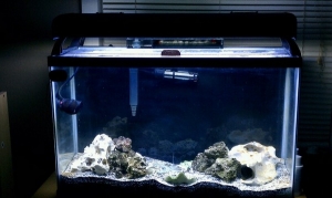 29g 3