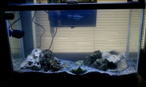 29g 4