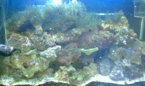 29g 7