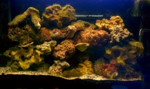 29g 8