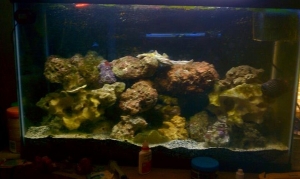 29g just added coral
