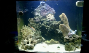 biocube 1