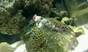 biocube 2