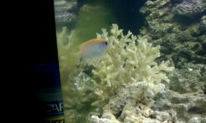 biocube 3