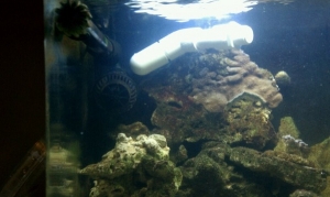 biocube 4