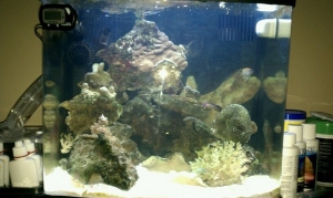 biocube 5