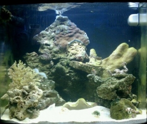 biocube sweet stuff